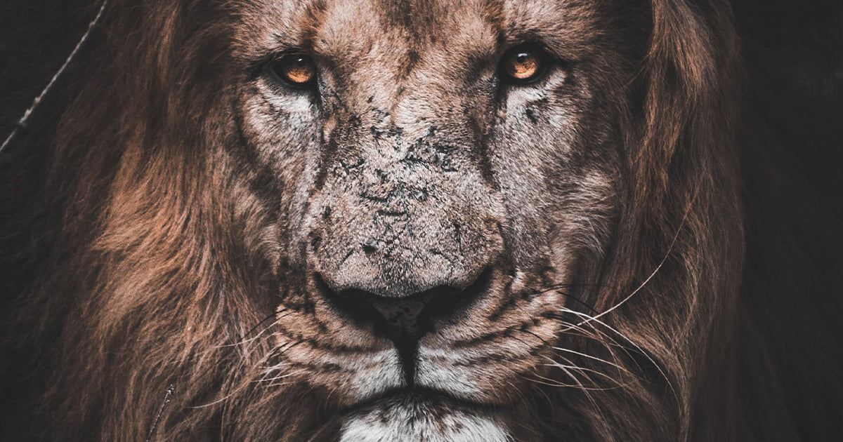 Have Courage!